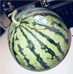 三亚网红吃瓜,瓜果飘香,美味尽享 第1张 三亚网红吃瓜,瓜果飘香,美味尽享 第1张